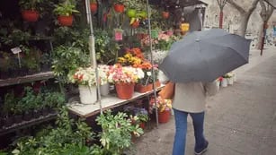 En menos de un mes, robaron y destozaron dos veces un tradicional puesto de flores del Kilómetro Cero. Foto: Ignacio Blanco / Los Andes.