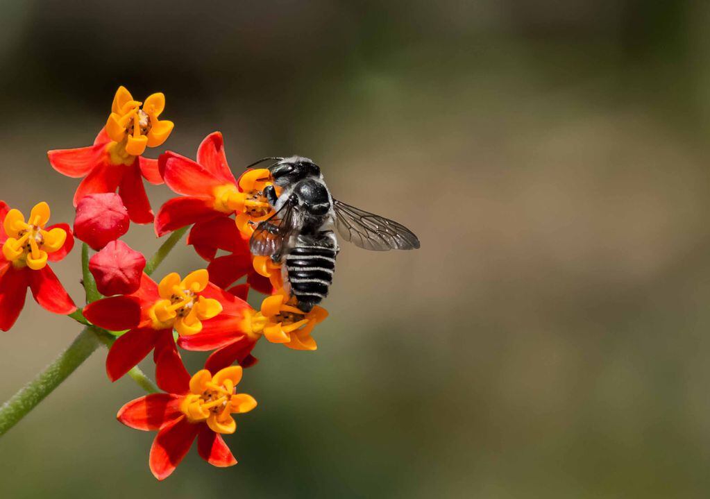 El beneficio que brindan las abejas al ambiente es fantástico, ya que son grandes polinizadoras y además, muy solidarias, pues recogen también polen para su colonia.