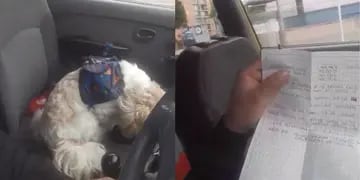 Dejaron a un perro abandonado en un taxi con instrucciones de cómo cuidarlo