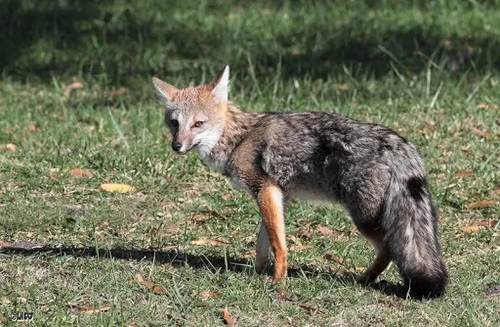 Potrerillos: mató a un zorro con un rifle de aire comprimido porque dijo que había atacado a su perro. Foto: Imagen ilustrativa.