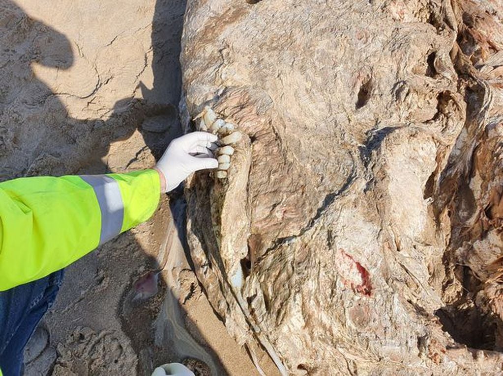 Los restos de un extraño animal fueron hallados en las costas de .Gales. Pen News