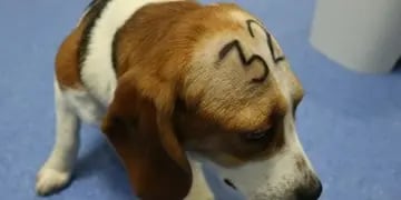 sacrifican perros beagles