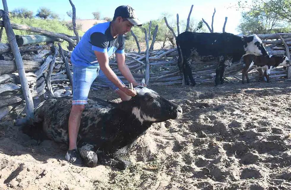 Gustavo Gonzalez de un puesto del paraje El cavadito en el corral con una vaca que murió por la falta de pasturas y agua. Foto: José Gutiérrez / Los Andes