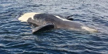 Ballenas muertas Península Valdés