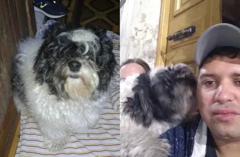 Una familia de Buenos Aires busca a su perro Coco con desesperación. - Facebook