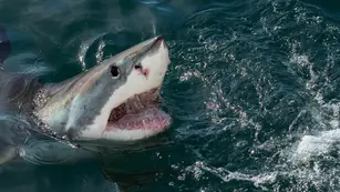 Video: un tiburón se tragó una cámara y dejó ver cómo es el interior de su cuerpo