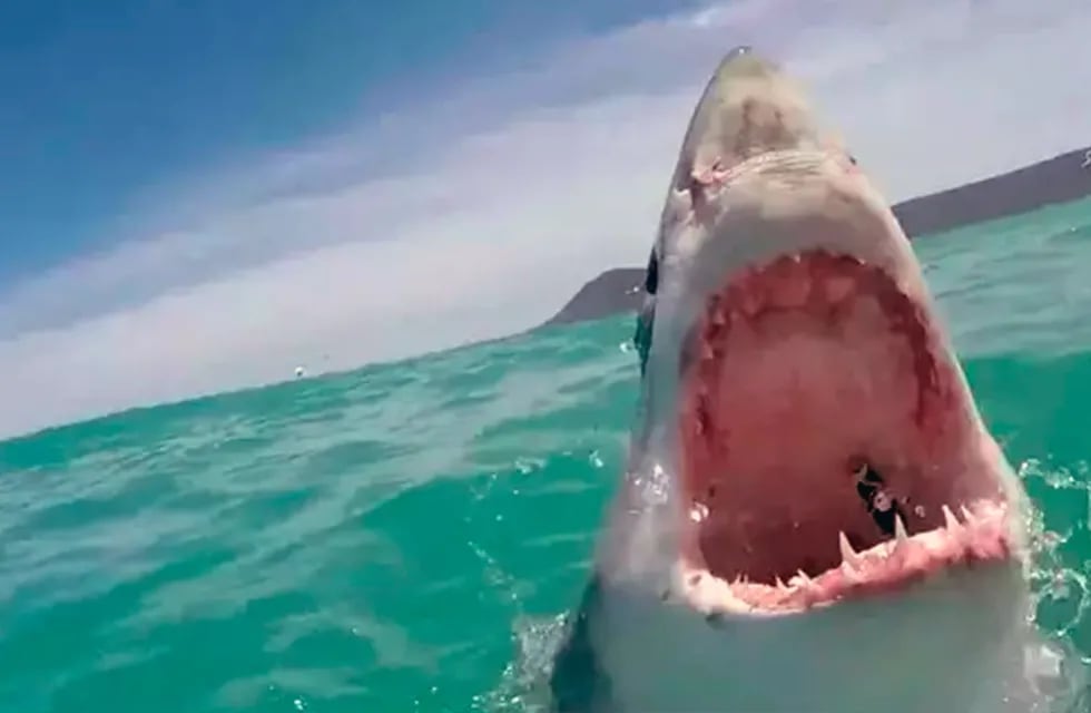 Un tiburón blanco saltó con su boca abierta y mostró la totalidad de sus dientes.
