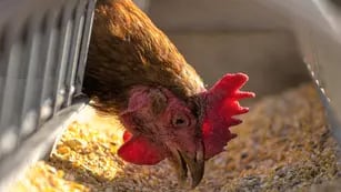 Qué es la gripe aviar y cómo se transmite