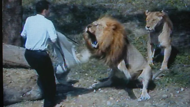Video: un pastor entró a una jaula con leones para ‘convertirlos al cristianismo’, pero terminó en tragedia