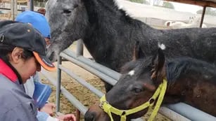 Refugio para caballos en Mendoza
