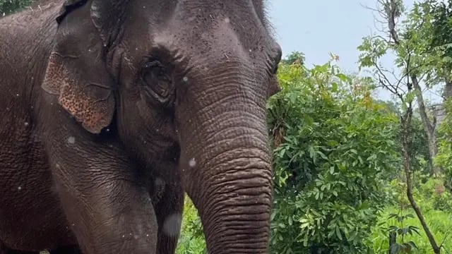 A 2 años del traslado de la elefanta Guillermina a Brasil: así está hoy y la tierna foto cuando apenas nació. Foto: Instagram @sanctuary4elephants