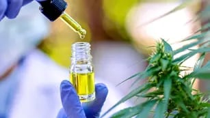 Se realizó la primera cosecha de cannabis medicinal del INTA en Río Negro.