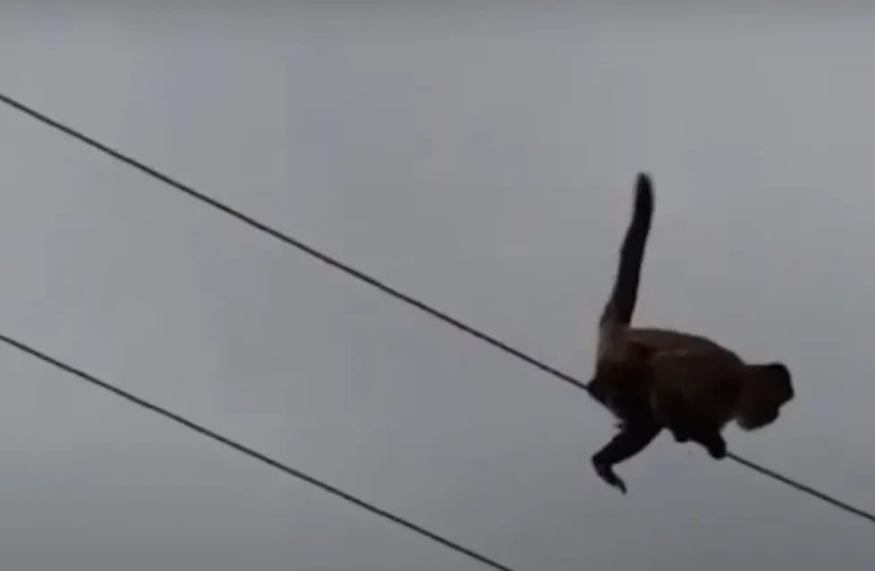El animal murió electrocutado mientras hacía equilibrio en un cable de alta tensión en la zona de Villa Hipódromo. Foto: Captura de video