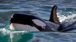 Quién es Gladis y por qué esta orca se hizo tendencia en las redes sociales