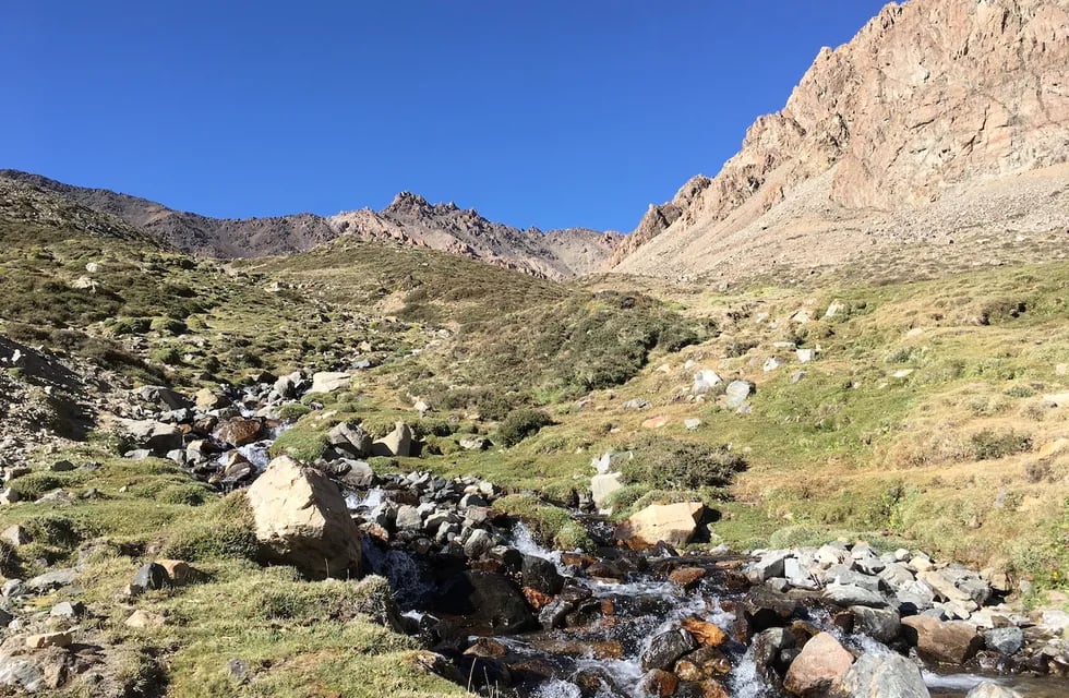 Vegas de altura en la Cordillera de los Andes con presencia de ganado. Foto: Bárbara Vento.