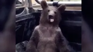 oso pardo intoxicado