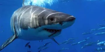Dramático video: el momento exacto en el que un tiburón atacó a un paracaidista que caía al agua