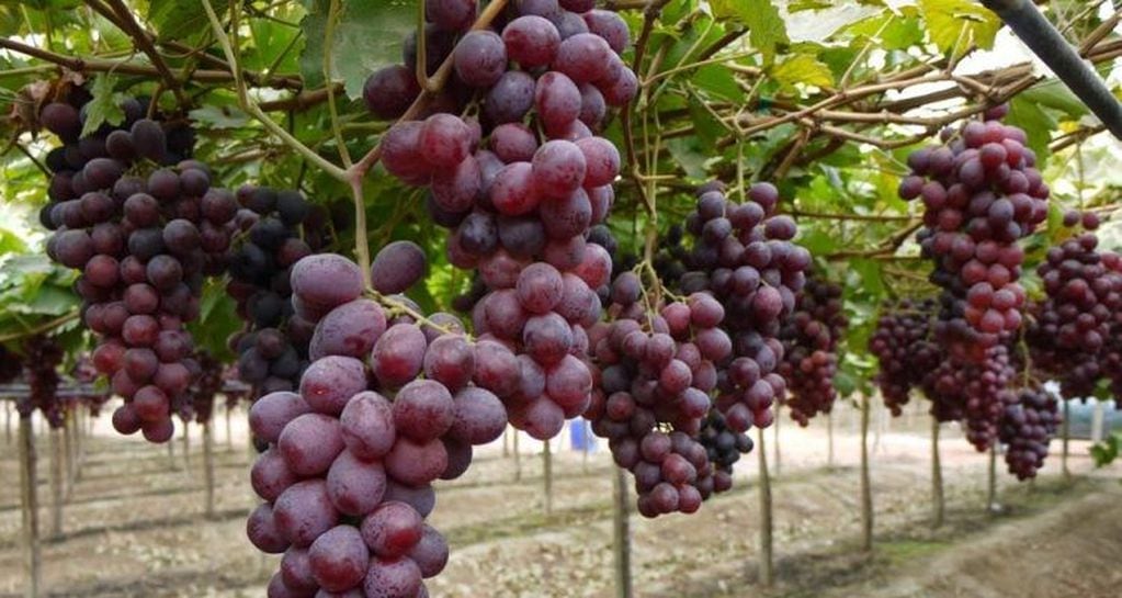 La evolución de las uvas en San Juan\u002E