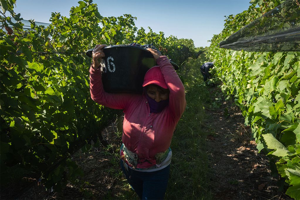 Isabel Vedia carga un tacho repleto de uvas Syrah. Admite que nunca pudo ver la Fiesta Nacional en Frank Romero Day. Foto: Ignacio Blanco / Los Andes