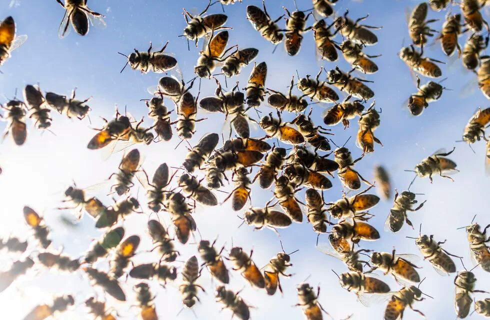 Abejas revoloteando después de que varias colmenas cayeran de un camión que las transportaba, liberando a miles de abejas, en Burlington, Ontario, el 30 de agosto de 2023. (Carlos Osorio/The Canadian Press vía AP)