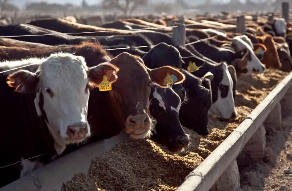 Casi un millón de cabezas de ganado menos se registraron en 2020. - Los Andes