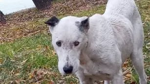 Blanquito: el perro de Villa Regina que envejeció esperando a su dueño fallecido