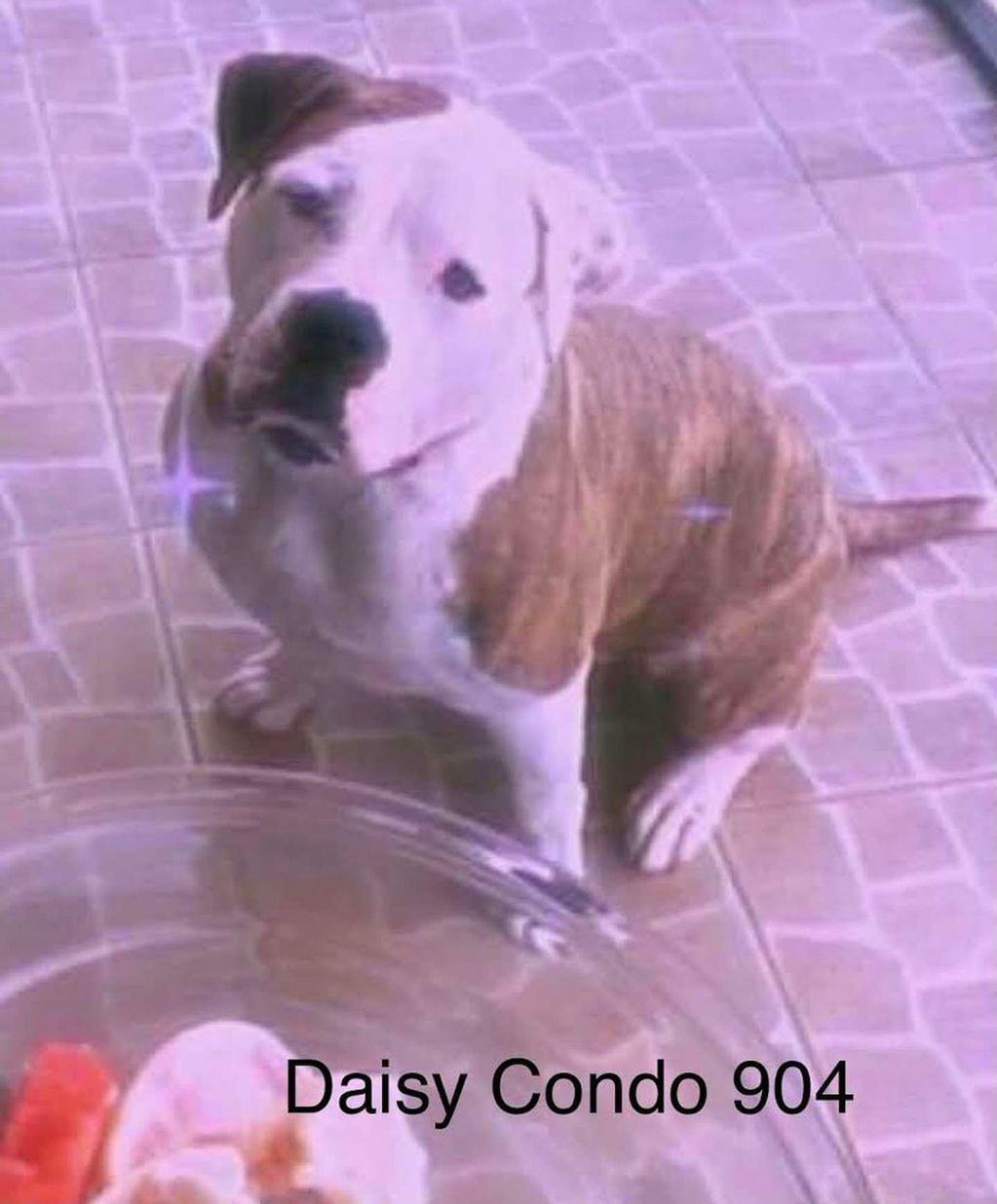 Daisy, la perra de la familia González aún no aparece.