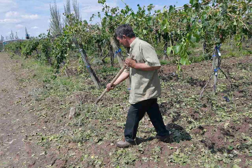 Tormenta de granizo en  Philipps  en el Departamento de Junín
 Edgardo Sosa perdió sus cinco hectáreas de uva criolla
Foto: Orlando Pelichotti