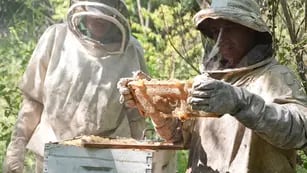 Comenzó la cosecha de miel de los productores apícolas de Misiones