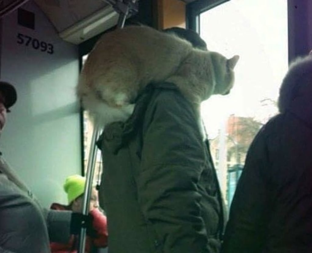 Llevar al perro en el autobús es perfectamente normal