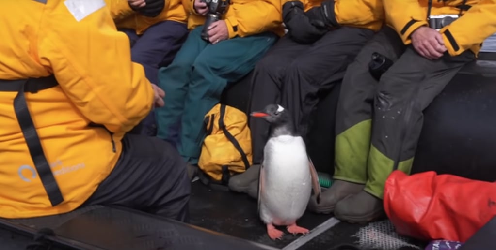 El pingüino se quedó un rato con los turistas. Una vez que las orcas se fueron volvió al agua.