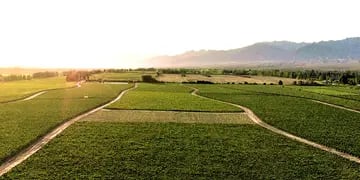 Terrenos cultivados con vid en Mendoza