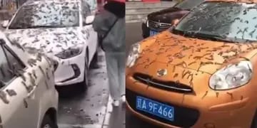 Lluvia de gusanos en China