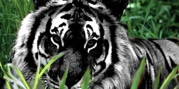 Tigre Negro