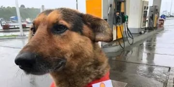 Empleados de una estación de servicios adoptaron un perro callejero y le dieron trabajo