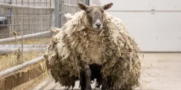 Fiona, la oveja más solitaria del mundo