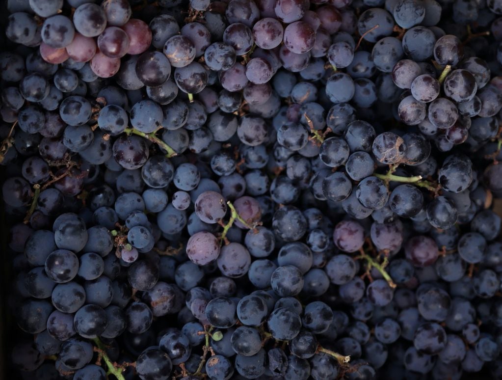 Negocio de la uva: esta cosecha está estimada en 17,9 millones de quintales.