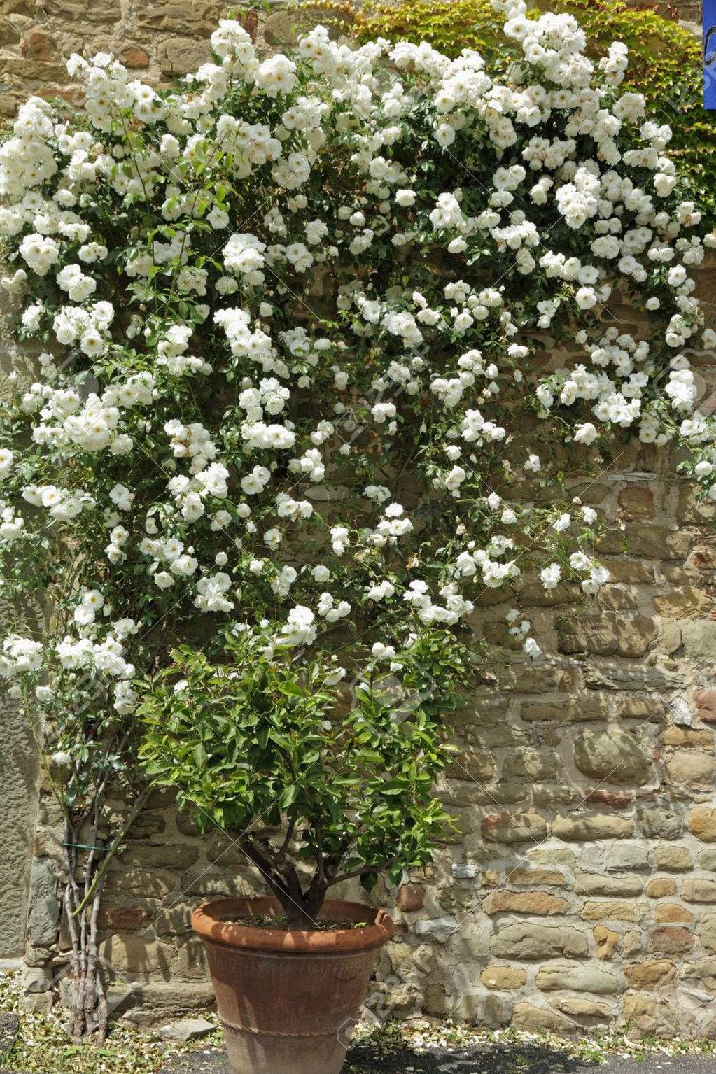 Vistosa y colorida, la rosa trepadora se puede colocar en maceta e irá tomando la forma del espacio que la rodea. Ideal para cubrir paredes de manera elegante.
