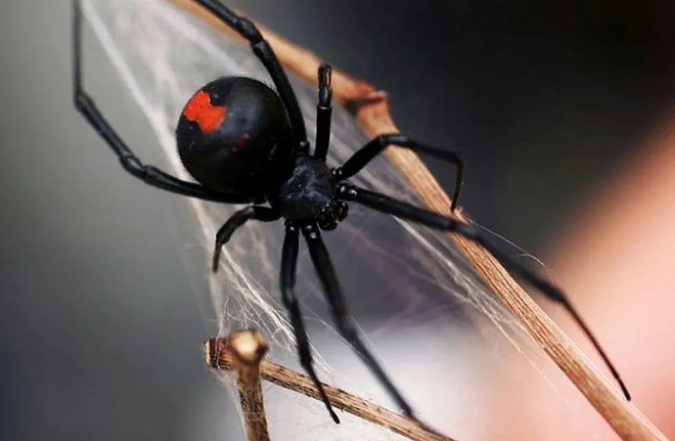 La Viuda Negra es una de las arañas más venenosas del mudo y en Mendoza es muy frecuente encontrarlas.