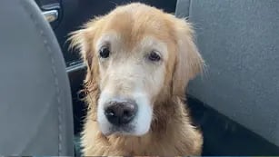 La triste historia de Sophia, la perra que fue abandonada a los 14 años
