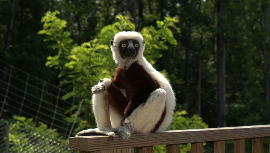 Jovian falleció en 2014 - Foto: Duke Lemur Center
