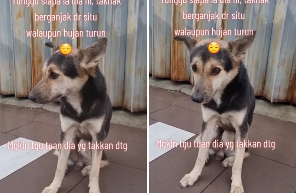 Un perrito estuvo perdido durante 8 meses y lo encontraron gracias a un video de TikTok.