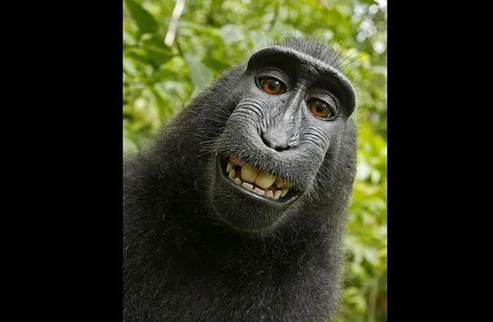 La "selfie" de un mono abre el debate sobre los derechos de autor