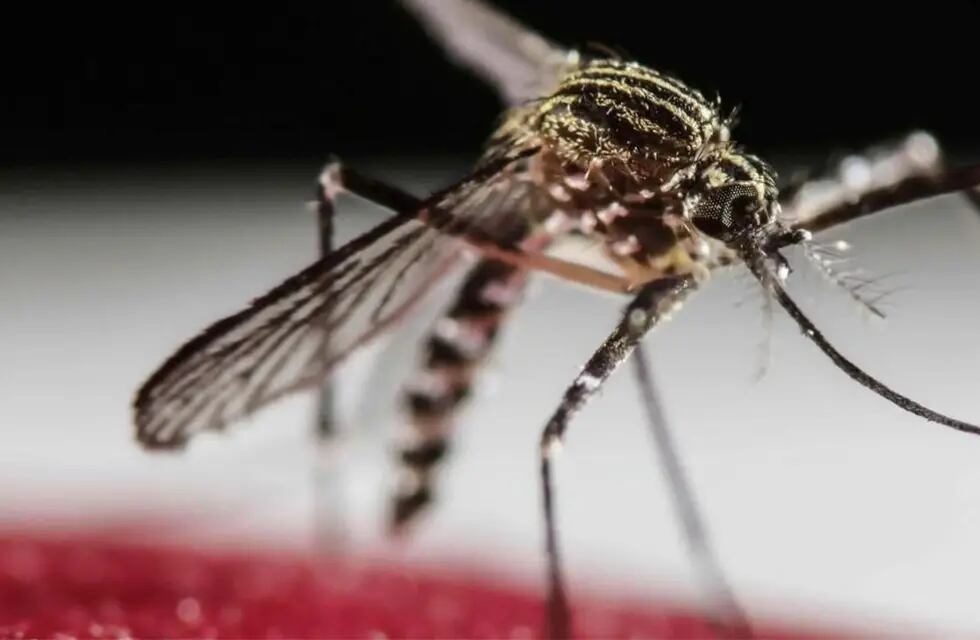 Esta semana se registraron tres muertes por dengue en la provincia mesopotámica.
