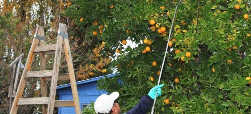 Iscamen lanza un plan de acción para combatir la mosca del Mediterráneo