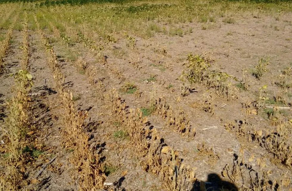 La sequía llevó a la cosecha de soja a su nivel más bajo en más de una década. Archivo.