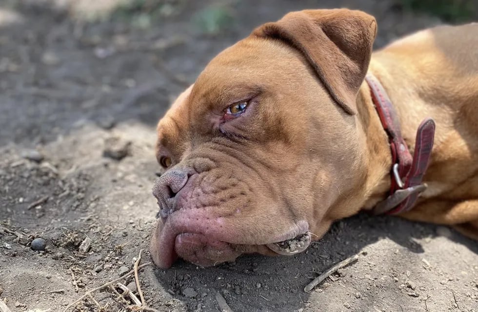 Brownie, el perro triste - Fotos Fundación Tobi