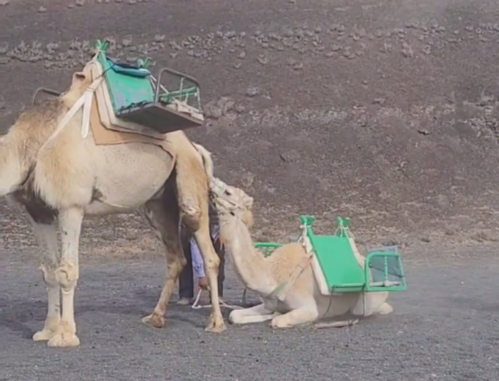 La instagrammer describió que los camellos eran expuestos a muchas horas de "trabajo" al sol sin agua y sin comida “con las patitas desolladas de estar en el suelo de piedras". Foto: Captura video