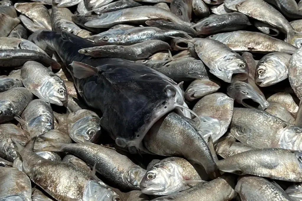 El ejemplar más afectado fue la lacha escamuda, especie que los pescadores suelen utilizar como carnada. Foto: Quintana Beach County Park