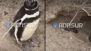 Pingüinos muertos y nidos aplastados en Punta Tombo, Chubut